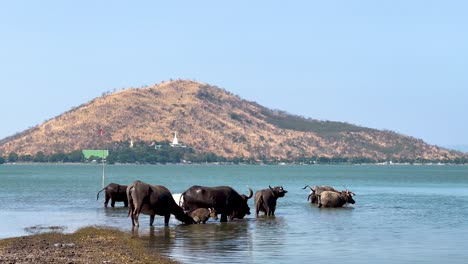 buffaloes enjoying water near a scenic hill