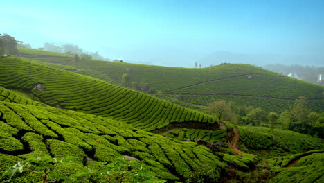 beautiful panoramic view of misty tea plantation in morning