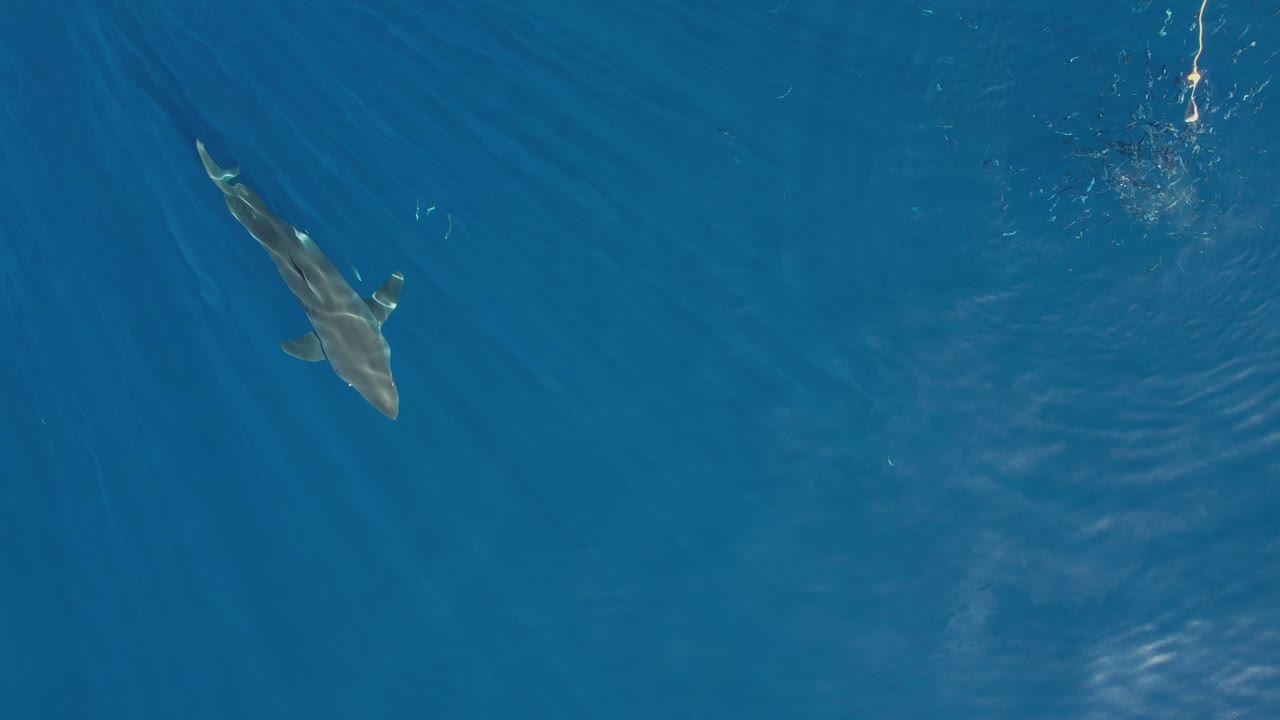aéreo, disparo de drone del gran tiburón blanco, carcharodon carcharias, tratando de atrapar un trozo de cebo en la isla guadalupe, méxico