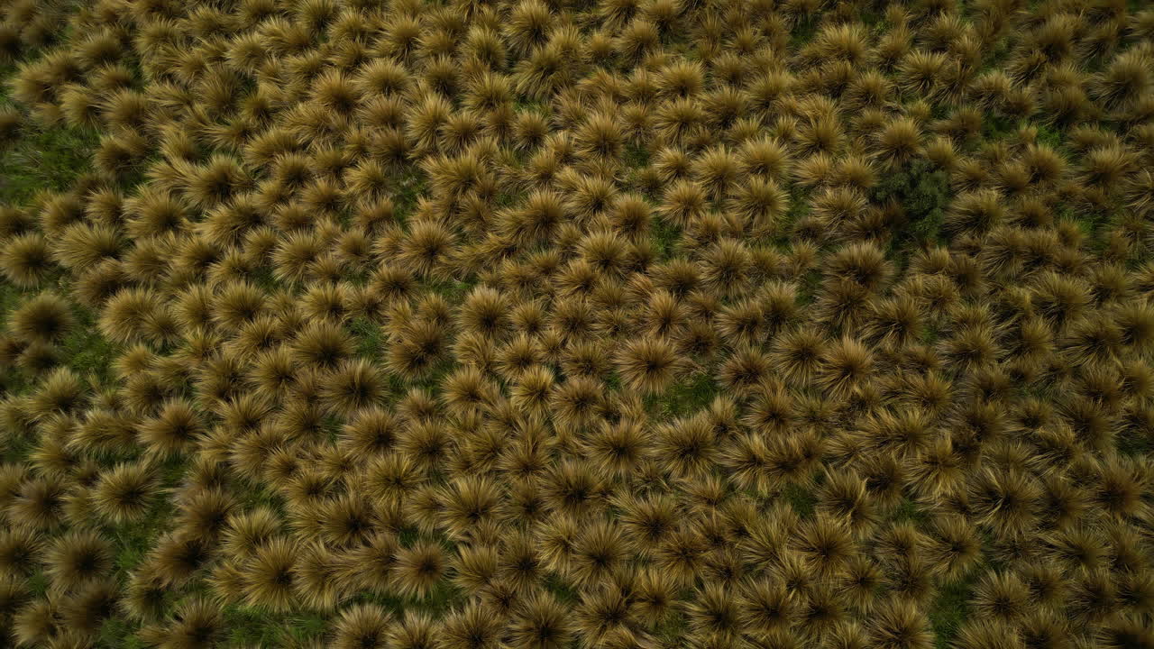 área protegida de matas rojas cerca de mossburn, nueva zelanda, vista aérea de arriba hacia abajo