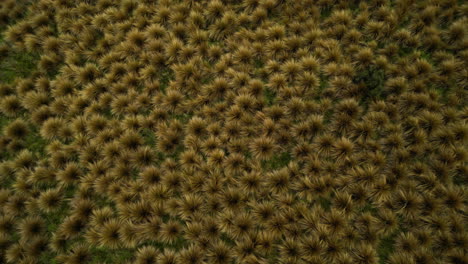 red tussock protected area near mossburn, new zealand, aerial top down view