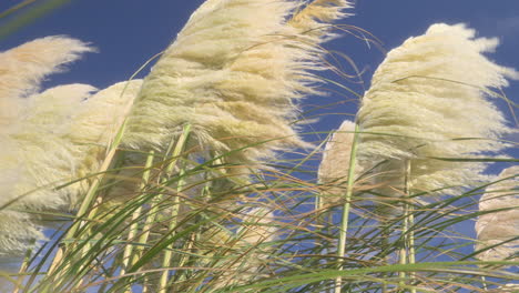 pampas grass fronds moving in strong wind on a sunny autumn afternoon