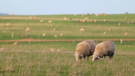 zwei schafe weiden auf einem grünen feld