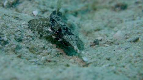 seamoth delgado mueve los ojos rápidamente en busca de comida criatura oceánica bentónica