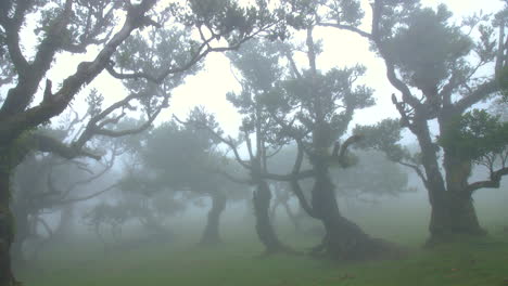 Nebliger,-Geheimnisvoller-Baum,-Wald,-Holz-Von-Fanal,-Madeira,-Feennebel,-Wolkig,-Moos,-Fantasie,-Regnerisch,-Horror,-4k