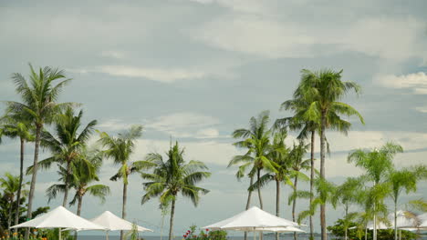 Telón-De-Fondo-Tropical-Con-Palmeras,-Sombrillas-En-El-Resort-De-Playa-Shangri-la-Mactan