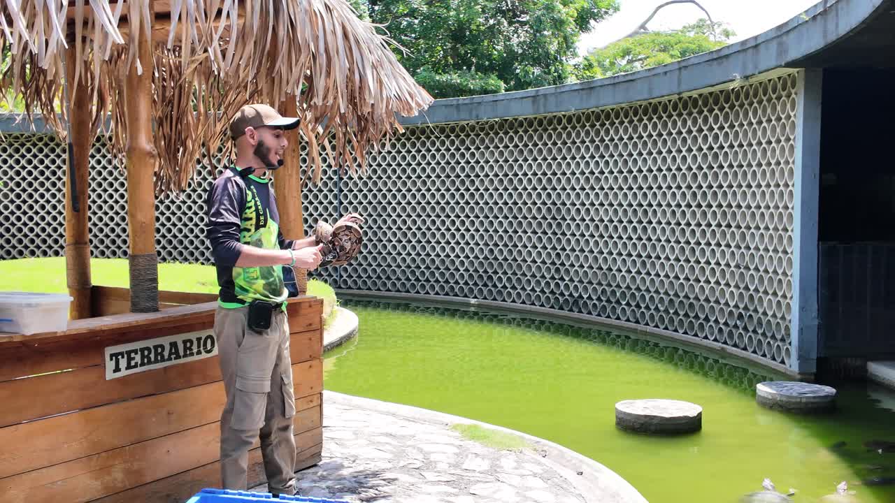 Medium shot demonstrates how to hold a boa constrictor. professional wildlife handling and care non-venomous snake in tropical setting