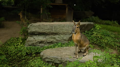 patagonian mara sniffing and responding