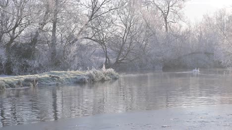 Two-mute-swans-swimming-along-the-River-Stour,-Suffolk-in-a-hoar-frost-early-morning