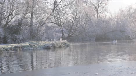 Zwei-Höckerschwäne-Schwimmen-Entlang-Des-Flusses-Stour,-Suffolk-In-Einem-Rauhreif-Am-Frühen-Morgen