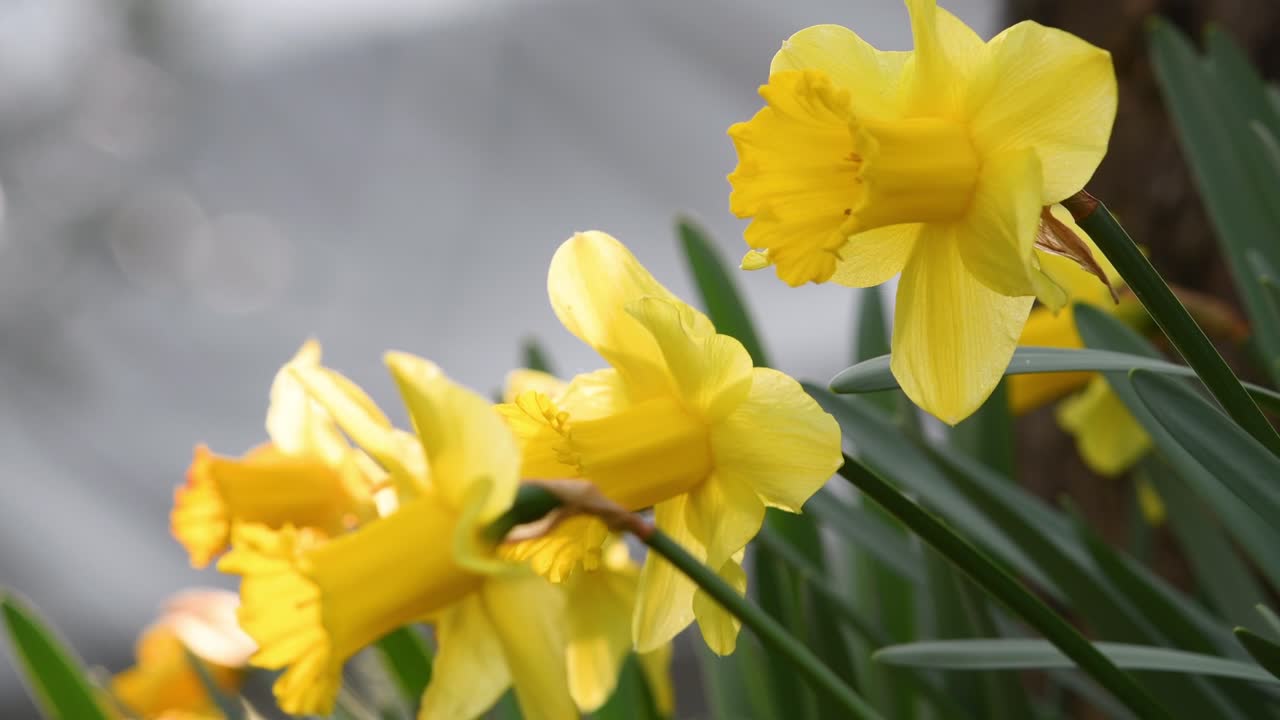 Narcisos em um jardim. Narcisos amarelos florescem no jardim ou parque. Conceito de chegada da primavera com sol e dias quentes. Flores de Páscoa de abril balançam ao vento. Foco seletivo.