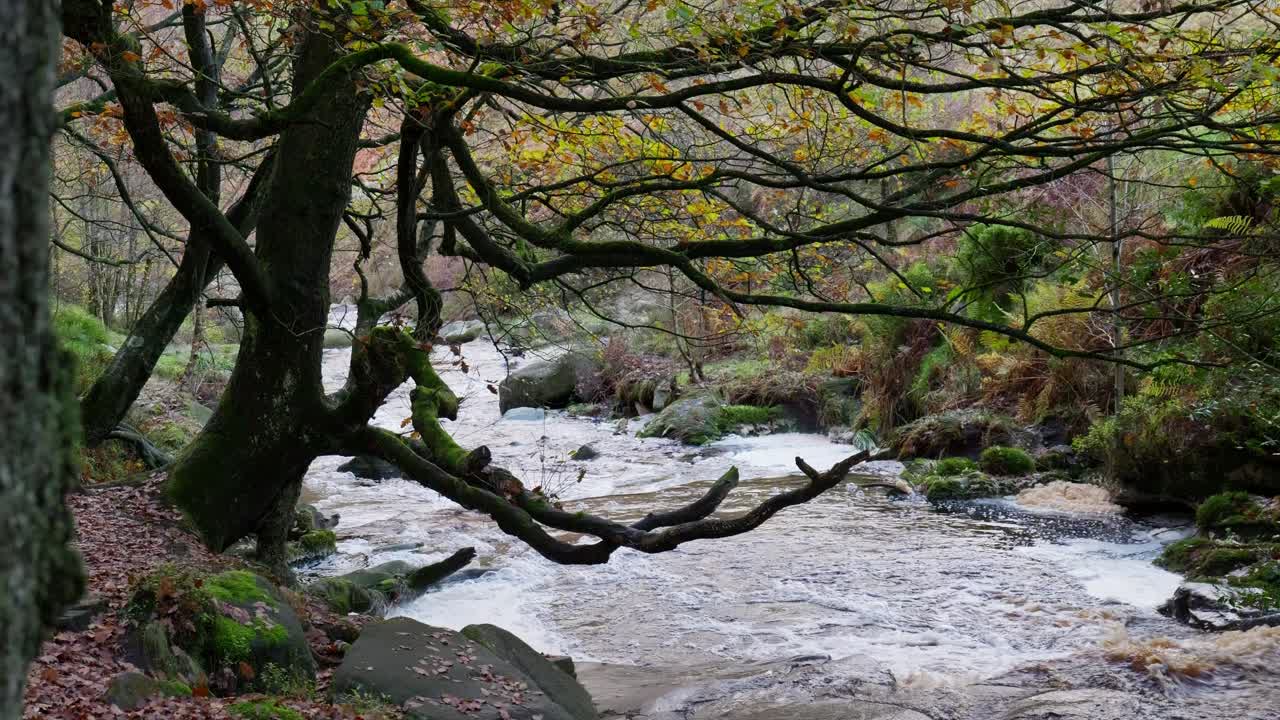 un bosque de invierno tranquilo con un arroyo lento, robles dorados y hojas caídas, que ofrece una escena pacífica y relajante