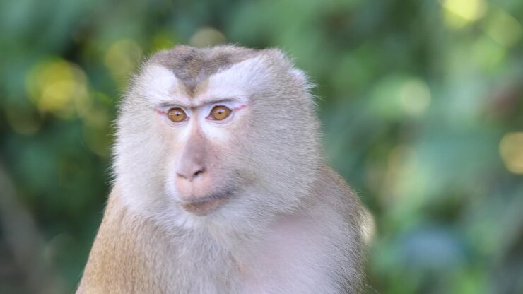 A monkey's changing expressions in natural habitat