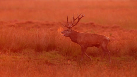 red deer stag at sunrise/sunset