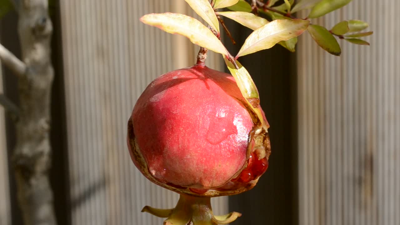 Granatæble, makro