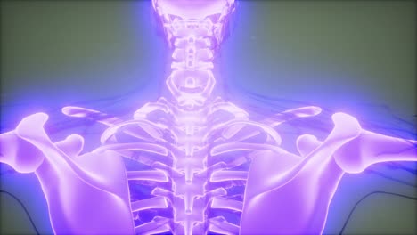 cuerpo humano transparente con huesos visibles