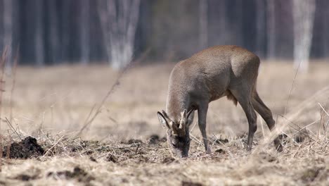 roe deer with new set of three point antlers in spring time on dry grass meadow