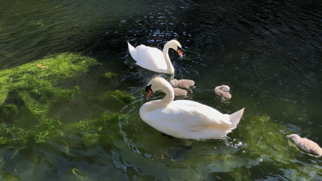 dos cisnes mudos con cuatro cygnets muy jóvenes se alimentan de hierba verde en un canal poco profundo en un brillante día de verano