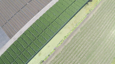 disparo de dron de arriba hacia abajo volando sobre colorido vivero de plantas