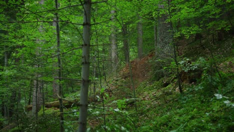 A-mountain-biker-rides-through-a-thick-forest-downhill