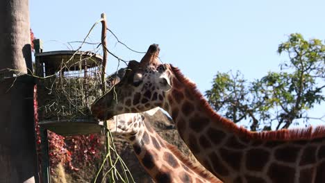 una jirafa comiendo hojas de un árbol