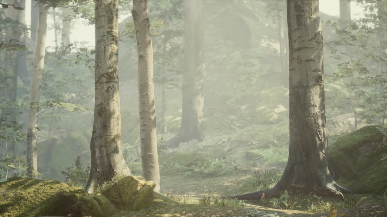 안개 숲을 가로질러 가는 길