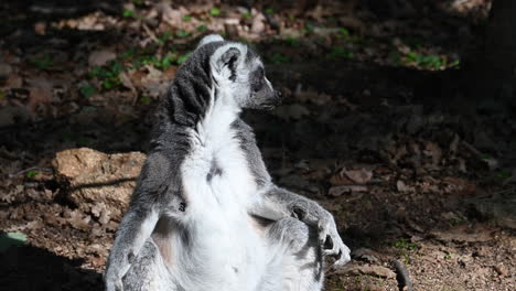 a lemur is sitting with the body erect, lit by the sun in a forest inside a zoo