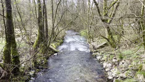 el río en un bosque está cubierto de árboles.