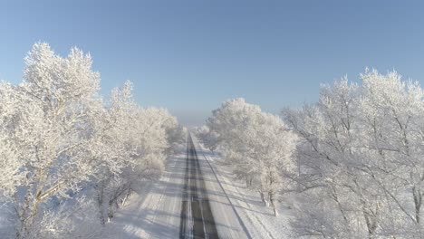 ice trees adorn roadside