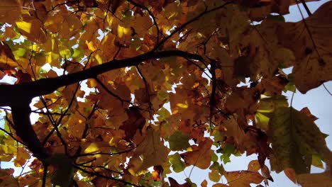 Video-De-Movimiento-Lentamente-Hacia-Arriba-De-Un-árbol-A-Través-De-Hojas-De-Arce-En-Otoño,-Cámara-Lenta,-Primer-Plano