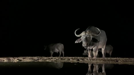 La-Iluminación-Lateral-De-Cape-Buffalo-En-La-Noche-Mastica-Cud-Cerca-Del-Abrevadero-Negro