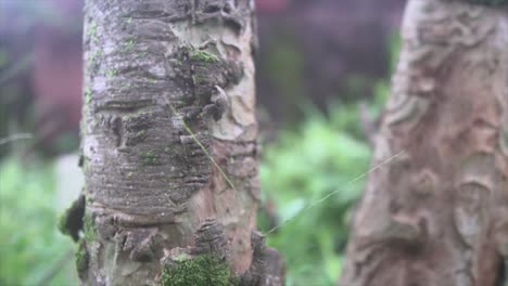 Abstract-revealing-shot-of-trunk-of-trees-with-rustic-bark-texture