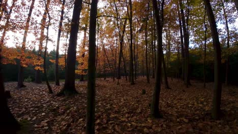 Drohnenschuss-Fliegt-Durch-Trockenen-Herbstwald-Mit-Getrockneten-Gelben-Blättern,-Die-Tagsüber-Auf-Dem-Waldboden-Sichtbar-Sind