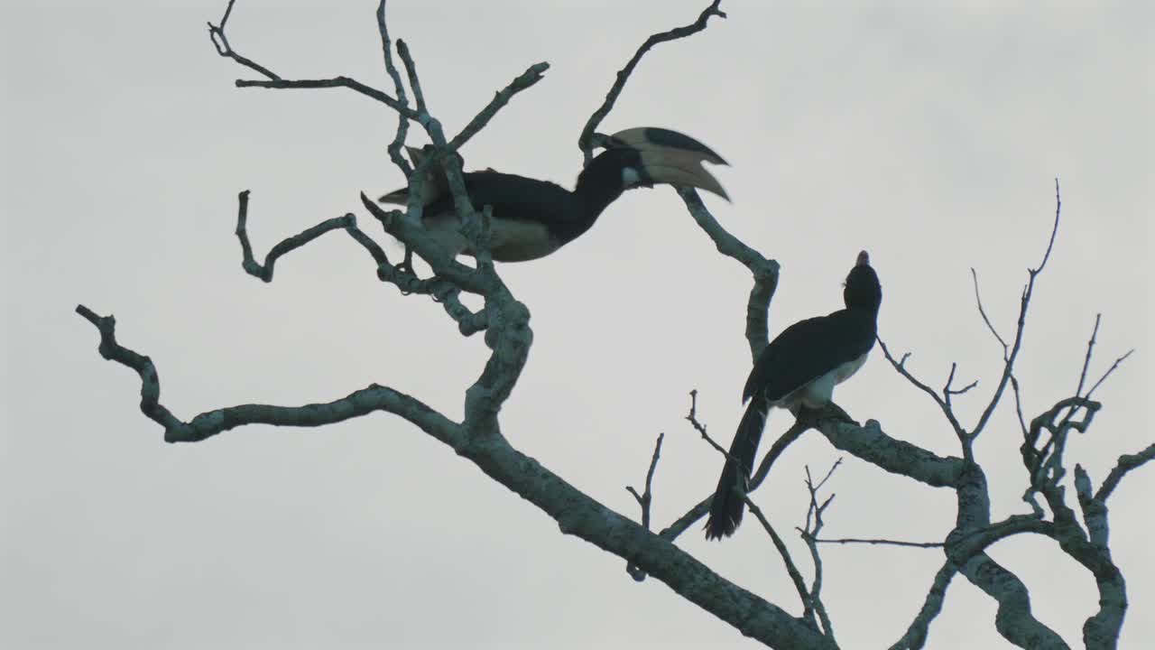 Two hornbills on a dry tree branch in Yala National Park under cloudy skies