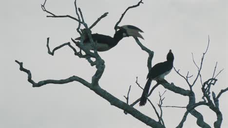 two hornbills on a dry tree branch in yala national park under cloudy skies