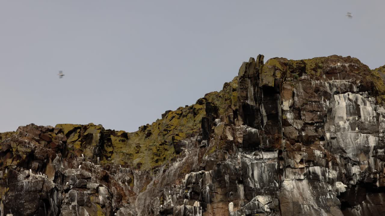 establishing shot of the rocky coast with birds flying around the Isle of May