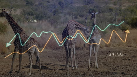 three giraffes being visualized on cracked earth, showing teal, amber data lines flowing above grid