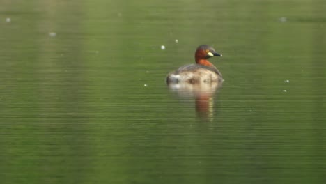 Pequeño-Pato-Silbante-Enfriándose-En-El-Agua-Uhd-4k-Mp4