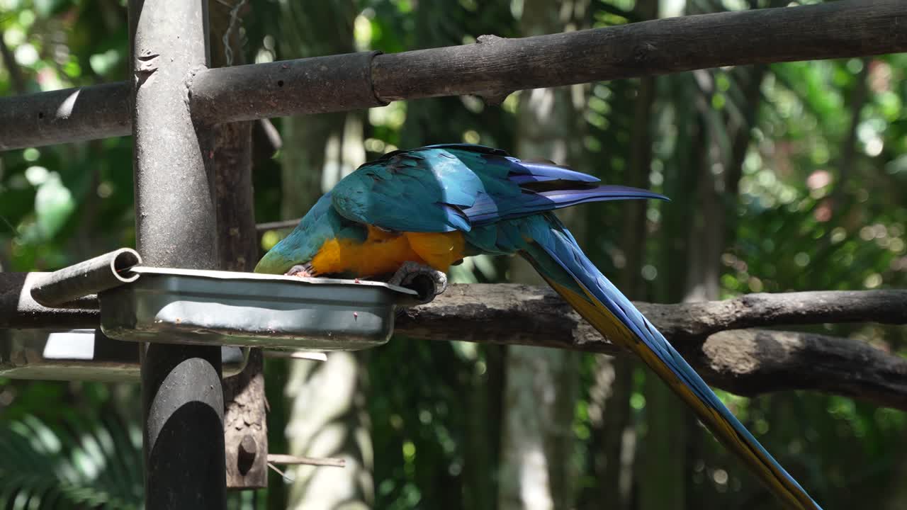 guacamayo azul comiendo del alimentador en la reserva natural
