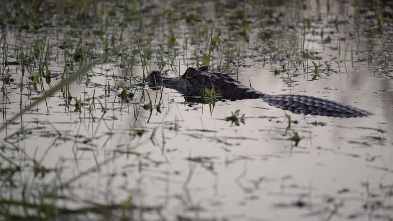 Caiman sitting stalking across open water, minimal ripple trail behind from gentle back motion in tall grass