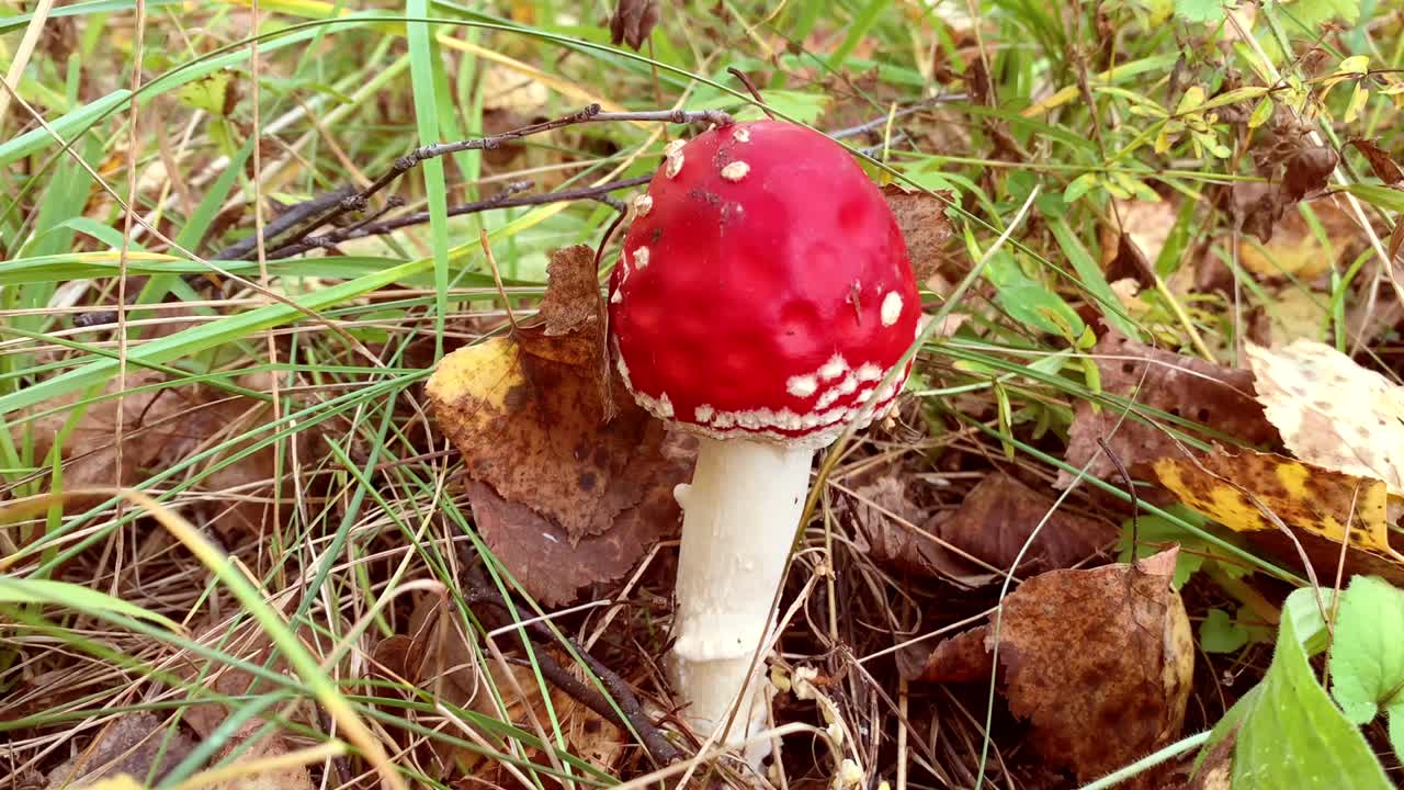 Zoom in close up of inedible mushroom toadstool red amanita among grass leaves
