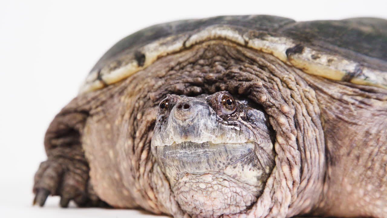 Extreme close up of a snapping turtle