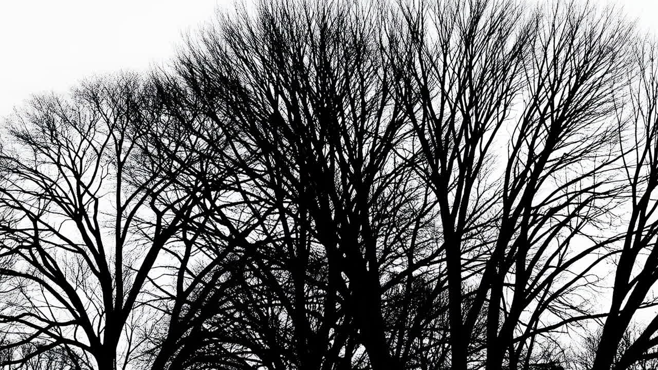 Panoramica lenta di silhouette di rami d'albero spogli contro un cielo bianco