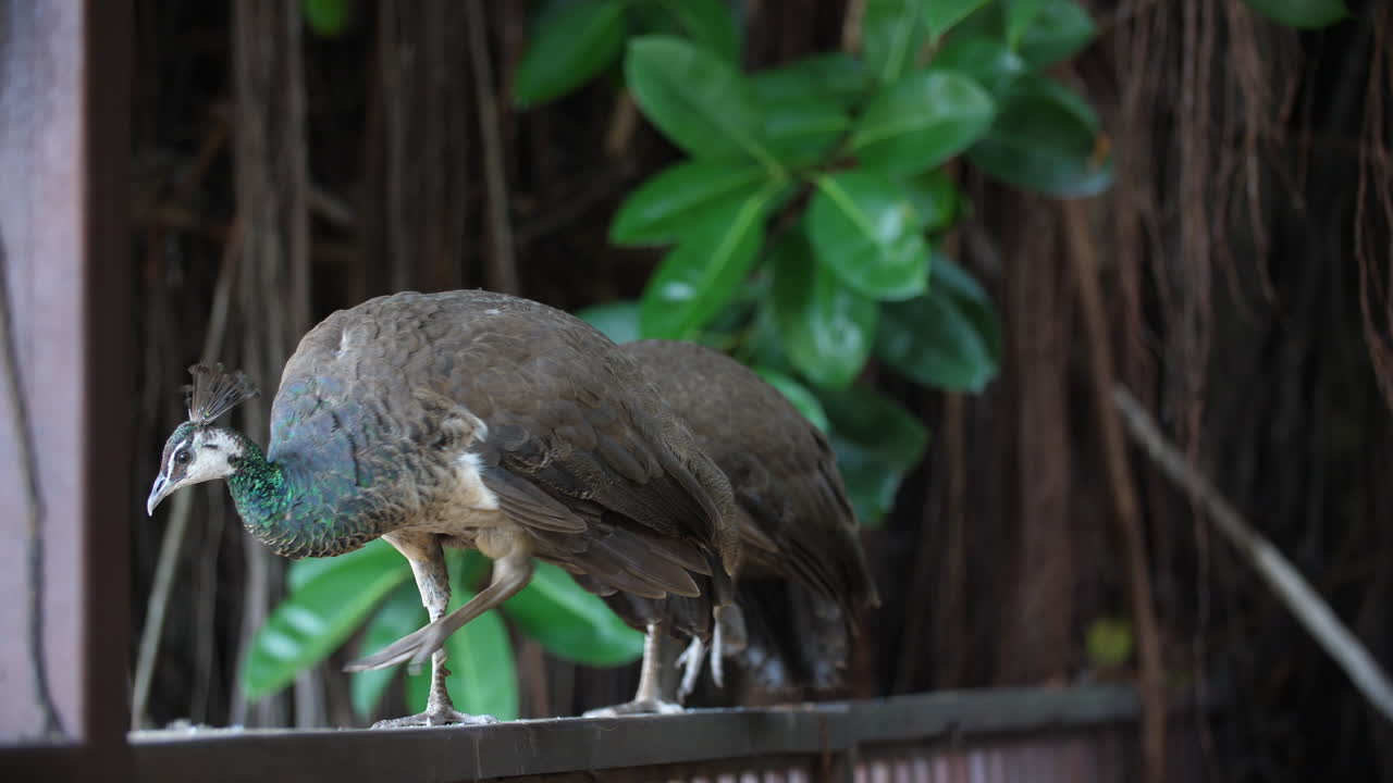 dos pavos reales hembras de pie en una barrera de madera y saltando, árbol en el fondo