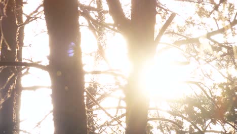 La luz del sol a través de los árboles