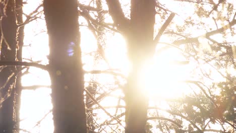 sunlight through the trees