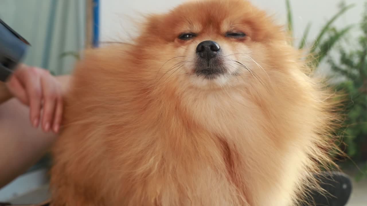 주황색, 포메라니안 작은 개 불어 건조 모피, 코트 신랑, 손, 긴 머리