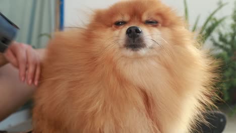 orange, pomeranian small dog blow dry fur, coat groom, hand, long hair