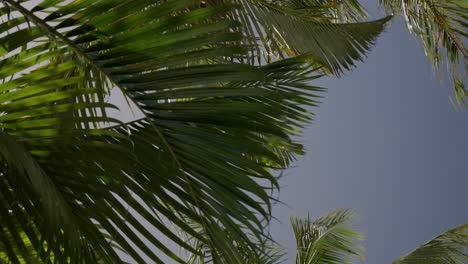 fotografía de cerca de las hojas de coco en una isla tropical durante una mañana soleada y ventosa
