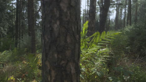 Pine-English-woodland-with-camera-roll-past-foreground-pine-tree-trunk-on-windy-day